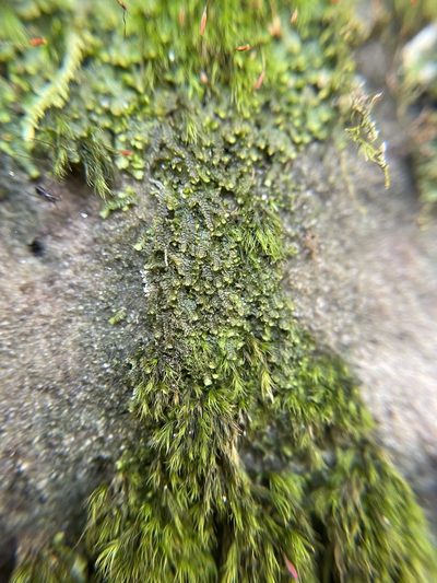 Diplophyllum apiculatum, photographed by Brandon Corder