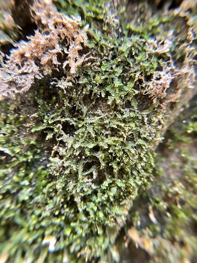Diplophyllum apiculatum, photographed by Brandon Corder