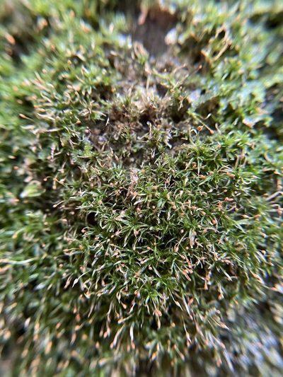 Gymnostomum aeruginosum, photographed by Brandon Corder