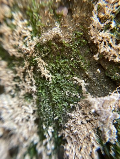 Diplophyllum apiculatum, photographed by Brandon Corder
