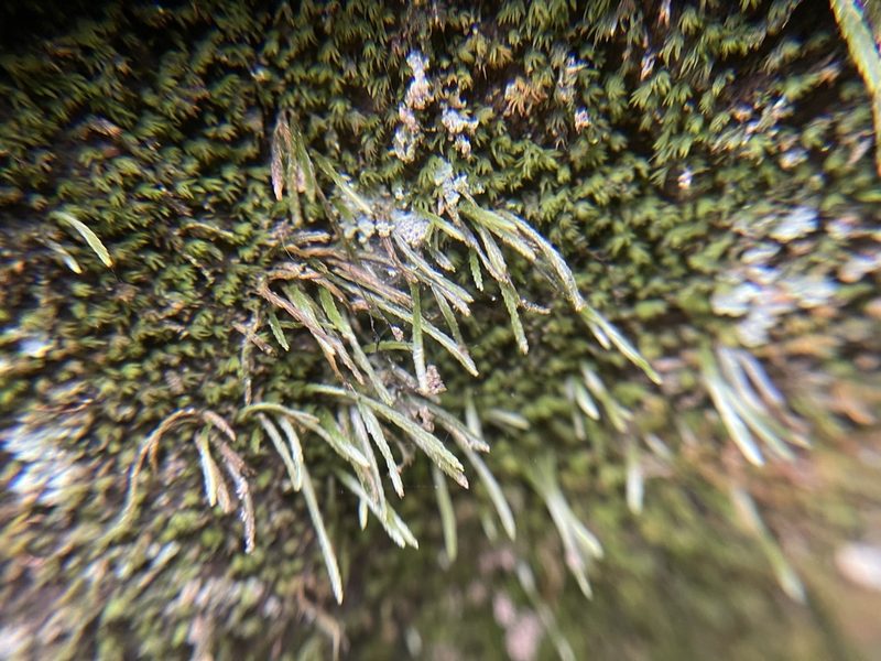 Bryoxiphium norvegicum, photographed by Brandon Corder