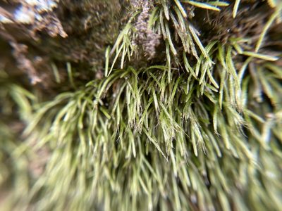 Bryoxiphium norvegicum, photographed by Brandon Corder