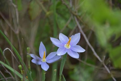 Nemastylis geminiflora, photographed by Cody Stricker