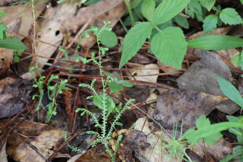 Selaginella ludoviciana, photographed by Tres Fisher