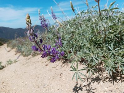Lupinus excubitus, photographed by Daniel S.