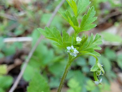 Chaerophyllum procumbens, photographed by Elias