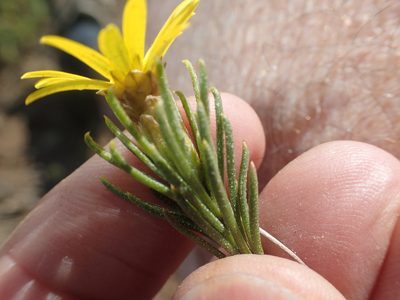 Oedera acerosa, photographed by Peter Warren