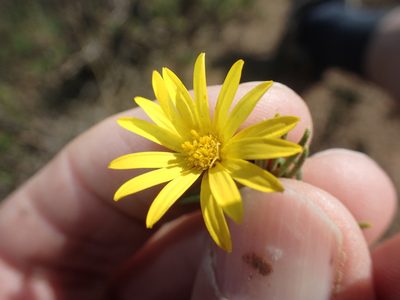 Oedera acerosa, photographed by Peter Warren