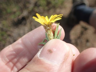 Oedera acerosa, photographed by Peter Warren
