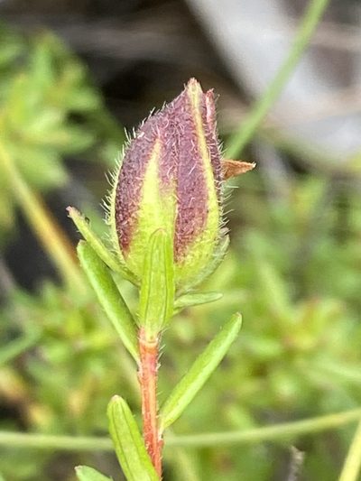 Hibbertia puberula, photographed by prossington