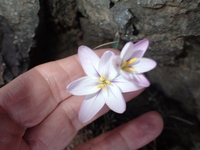 Hesperantha candida, photographed by Peter Warren