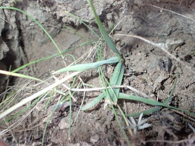 Hesperantha candida, photographed by Peter Warren