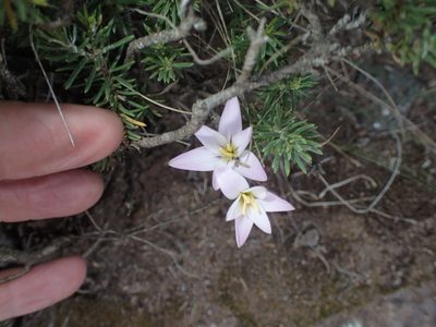 Hesperantha candida, photographed by Peter Warren
