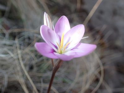 Hesperantha candida, photographed by Peter Warren