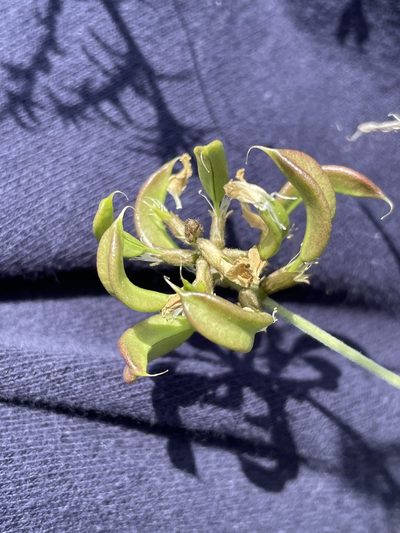 Astragalus nevinii, photographed by Sula Vanderplank