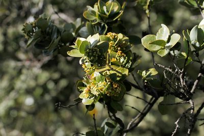 Santalum paniculatum, photographed by steve b