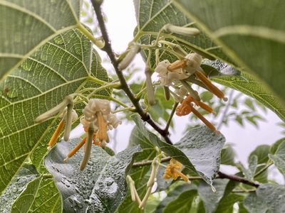 Alangium chinense, photographed by Toby Y