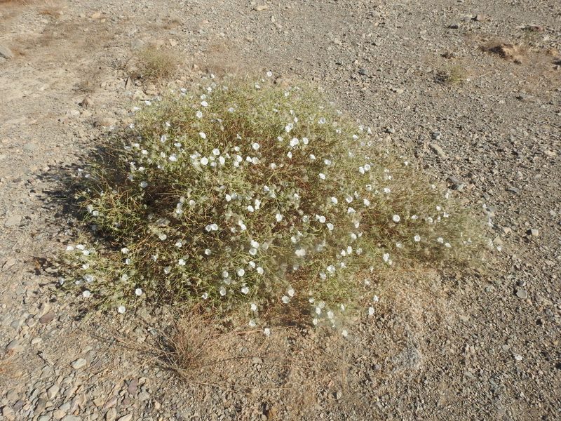 Convolvulus virgatus, photographed by Jacky Judas
