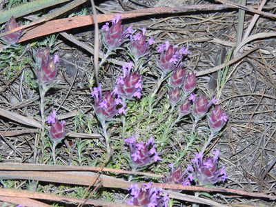 Thymus lotocephalus, photographed by Duarte Frade