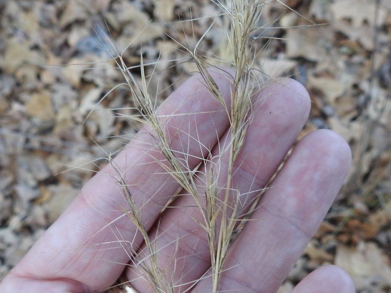 Aristida lanosa, photographed by Sam Kieschnick