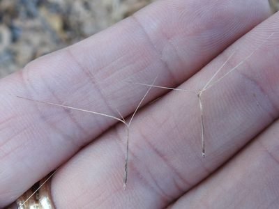 Aristida lanosa, photographed by Sam Kieschnick