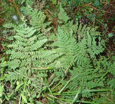 Hypolepis millefolium, photographed by John Steel