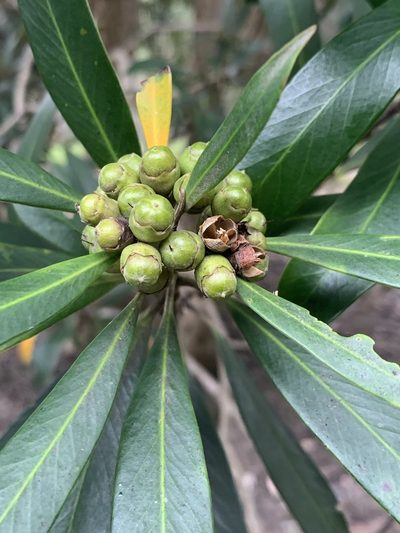Tristaniopsis laurina, photographed by Guy Taseski