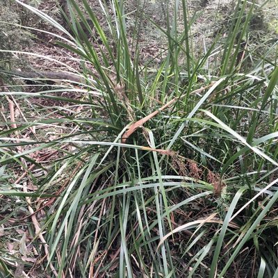 Lepidosperma elatius, photographed by James K. Douch
