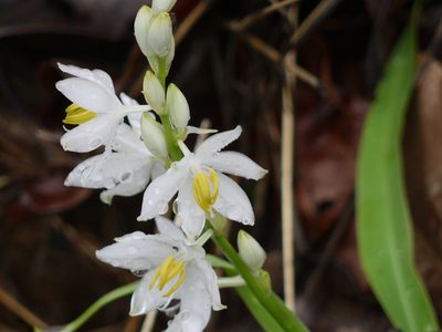 Chlorophytum tuberosum, photographed by Dinesh Valke