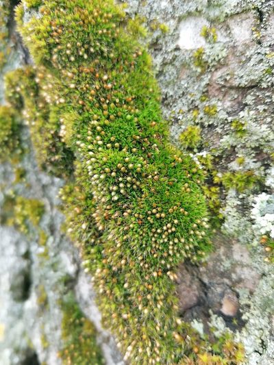 Orthotrichum pumilum, photographed by Branislav Tej