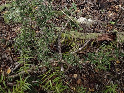 Pittosporum rigidum, photographed by Duncan Cunningham