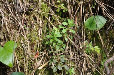 Sedum cepaea, photographed by Josep Gesti