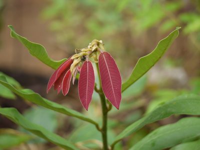 Bridelia retusa, photographed by Dinesh Valke