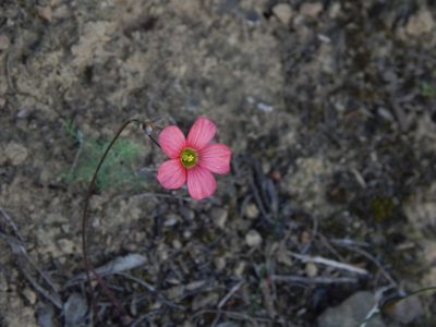 Oxalis pendulifolia, photographed by melda