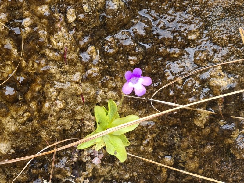 Pinguicula dertosensis, photographed by Christian Manke