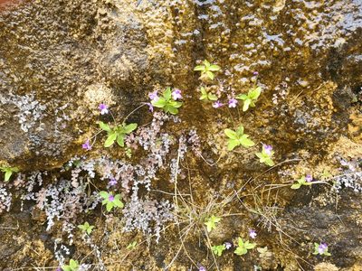 Pinguicula dertosensis, photographed by Christian Manke