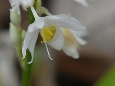 Chlorophytum tuberosum, photographed by Dinesh Valke