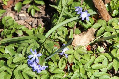 Scilla forbesii, photographed by Jens Ullenius