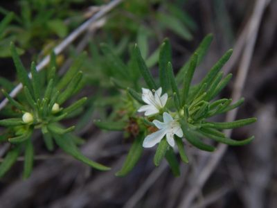 Teucrium africanum, photographed by melda