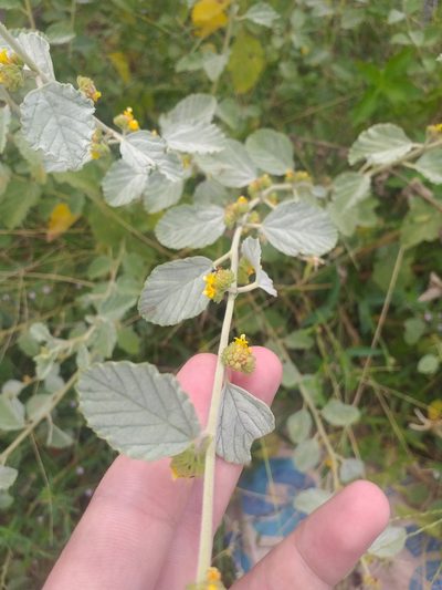 Waltheria rotundifolia, photographed by Breno Figueiredo