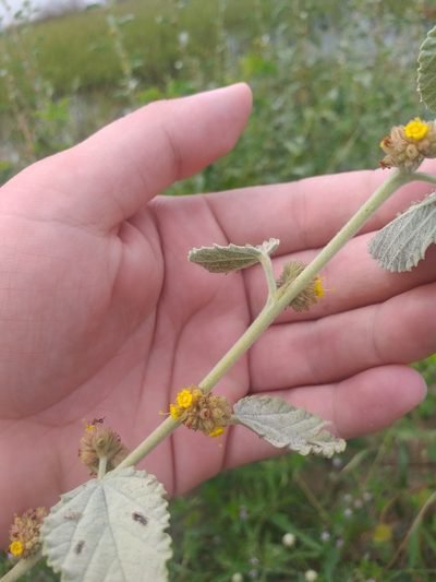 Waltheria rotundifolia, photographed by Breno Figueiredo