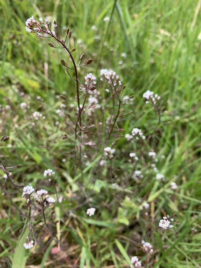 Drabella muralis, photographed by Christine