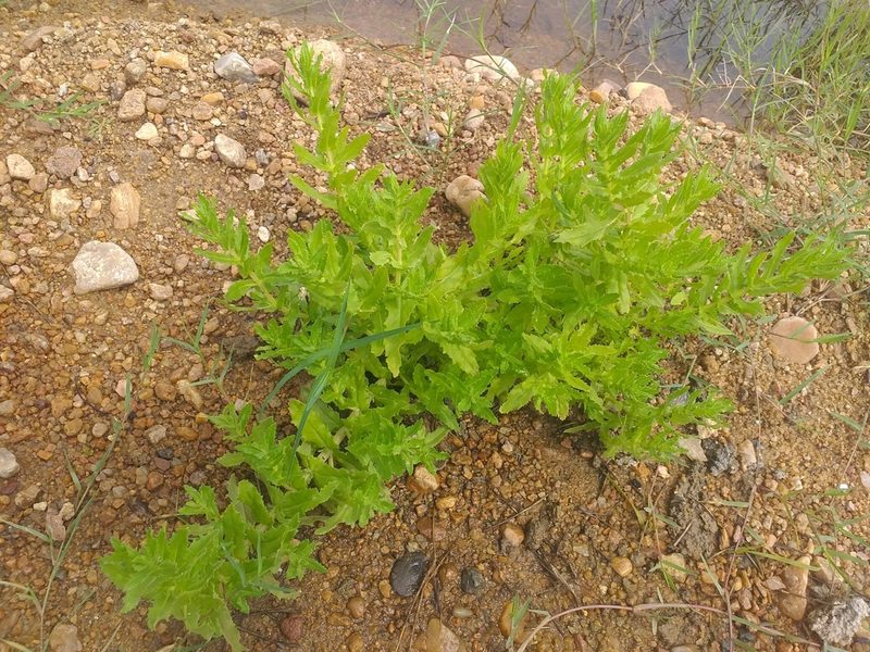 Stemodia maritima, photographed by Breno Figueiredo