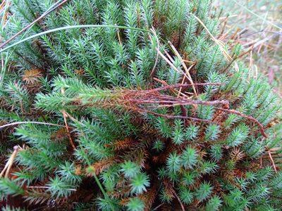 Polytrichum strictum, photographed by Grzegorz Grzejszczak