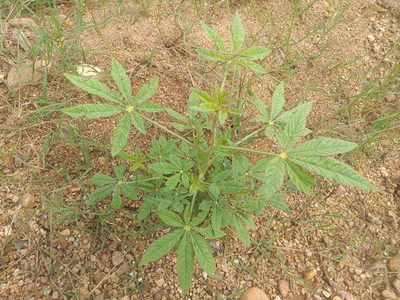 Tarenaya longicarpa, photographed by Breno Figueiredo