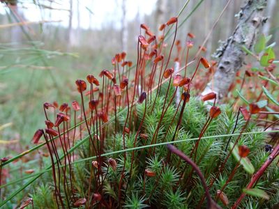 Polytrichum strictum, photographed by Grzegorz Grzejszczak