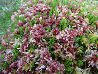 Sphagnum medium, photographed by Grzegorz Grzejszczak