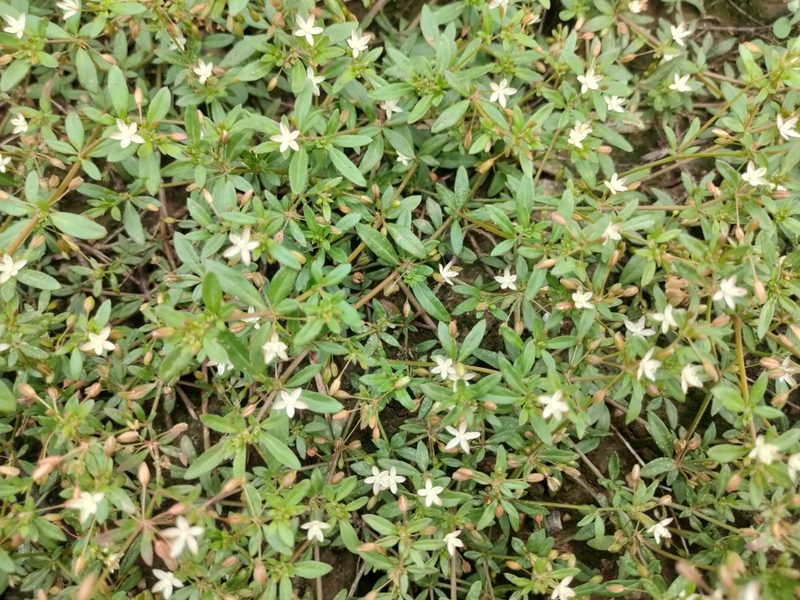 Glinus oppositifolius, photographed by Rongrong Angkaew