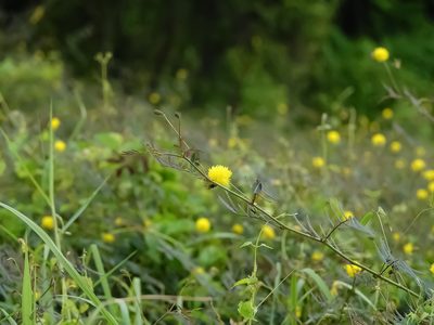 Neptunia plena, photographed by Cheongweei Gan