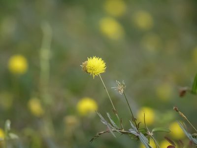 Neptunia plena, photographed by Cheongweei Gan